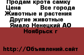 Продам крота самку › Цена ­ 200 - Все города Животные и растения » Другие животные   . Ямало-Ненецкий АО,Ноябрьск г.